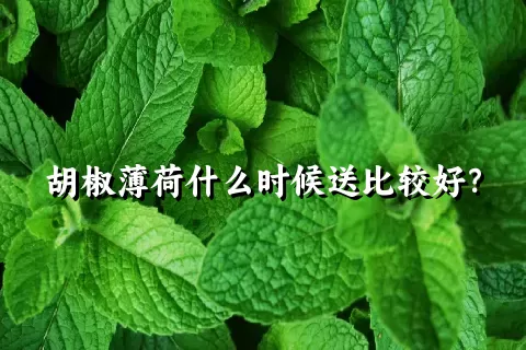 胡椒薄荷什么时候送比较好？