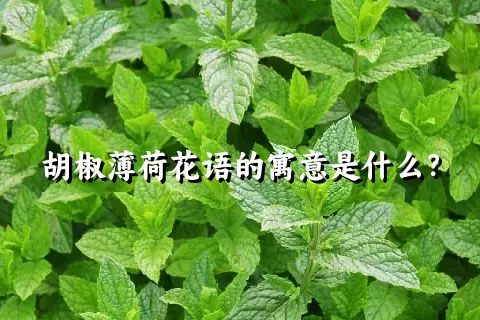 胡椒薄荷花语的寓意是什么？