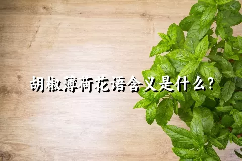 胡椒薄荷花语含义是什么？