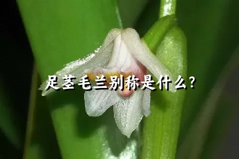 足茎毛兰别称是什么？