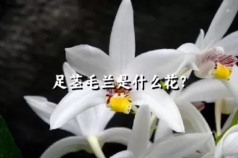 足茎毛兰是什么花？