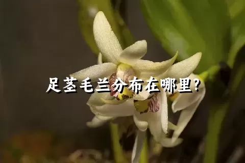 足茎毛兰分布在哪里?