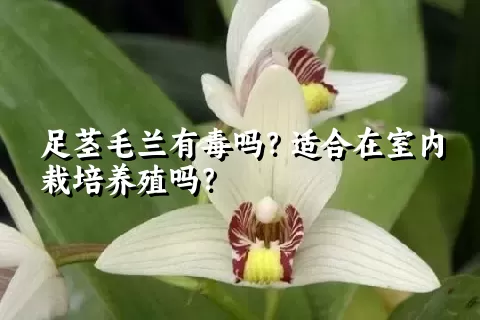 足茎毛兰有毒吗？适合在室内栽培养殖吗？