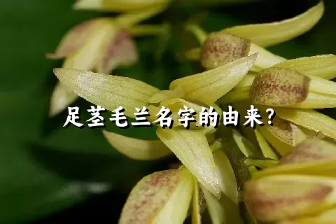 足茎毛兰名字的由来？