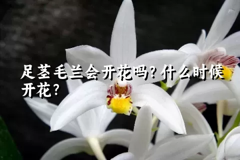 足茎毛兰会开花吗？什么时候开花？