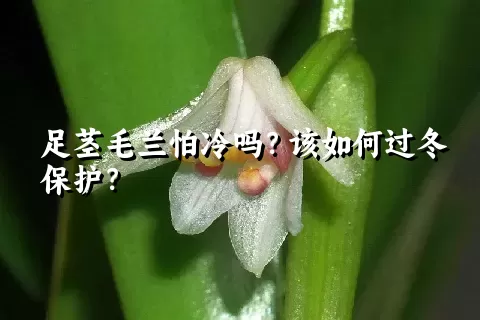 足茎毛兰怕冷吗？该如何过冬保护？