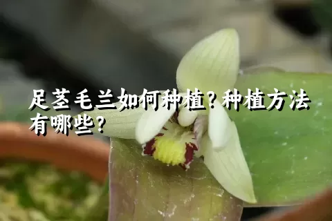 足茎毛兰如何种植？种植方法有哪些？