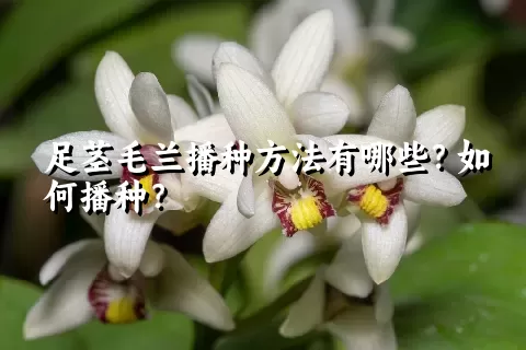 足茎毛兰播种方法有哪些？如何播种？