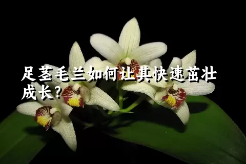 足茎毛兰如何让其快速茁壮成长？