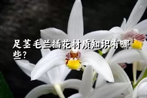 足茎毛兰插花材质知识有哪些？