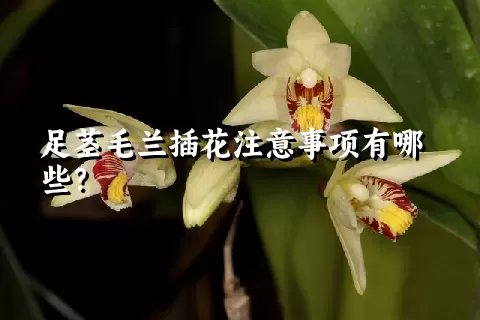 足茎毛兰插花注意事项有哪些？