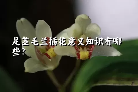 足茎毛兰插花意义知识有哪些？