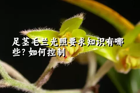 足茎毛兰光照要求知识有哪些？如何控制