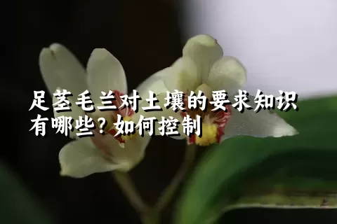 足茎毛兰对土壤的要求知识有哪些？如何控制