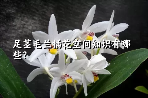 足茎毛兰插花空间知识有哪些？