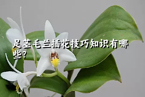 足茎毛兰插花技巧知识有哪些？