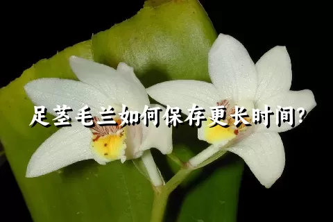 足茎毛兰如何保存更长时间？