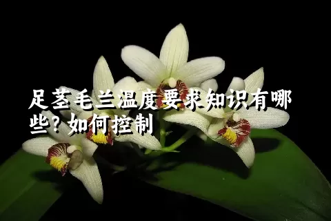 足茎毛兰温度要求知识有哪些？如何控制