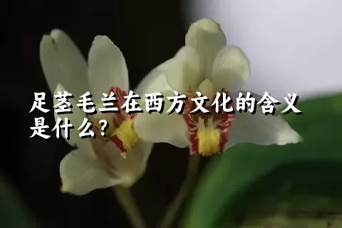 足茎毛兰在西方文化的含义是什么？