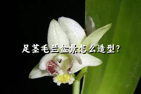 足茎毛兰盆景怎么造型？