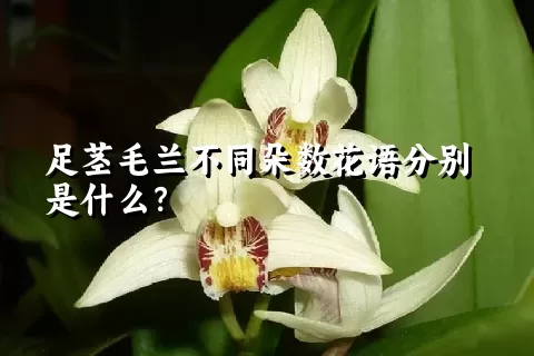 足茎毛兰不同朵数花语分别是什么？