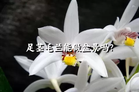 足茎毛兰能做盆景吗？