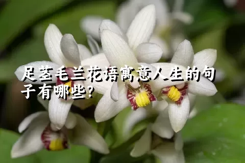 足茎毛兰花语寓意人生的句子有哪些？