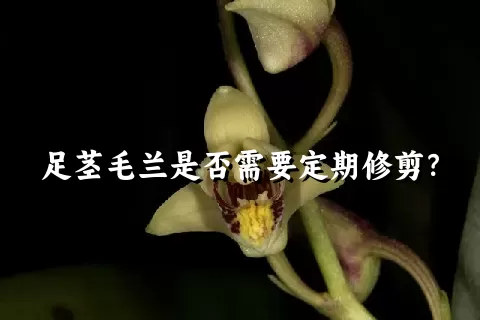 足茎毛兰是否需要定期修剪？