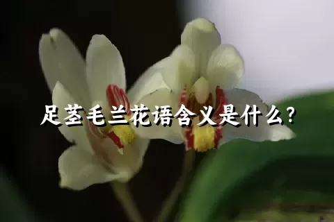 足茎毛兰花语含义是什么？