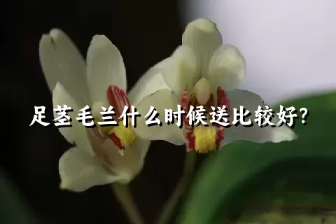 足茎毛兰什么时候送比较好？