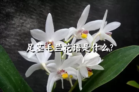 足茎毛兰花语是什么？