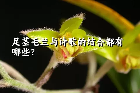 足茎毛兰与诗歌的结合都有哪些？