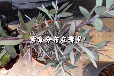 紫章分布在哪里?