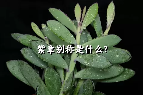 紫章别称是什么？