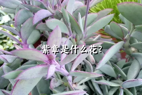 紫章是什么花？