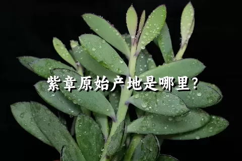 紫章原始产地是哪里？