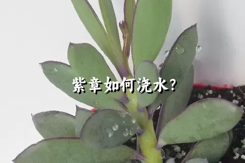 紫章如何浇水？