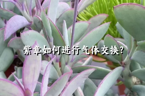 紫章如何进行气体交换？