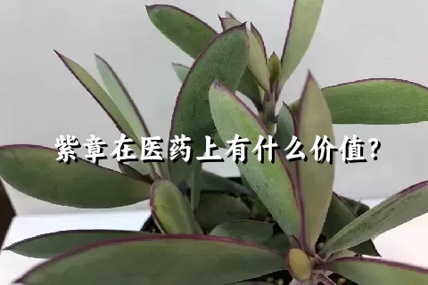 紫章在医药上有什么价值？