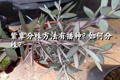 紫章分株方法有播种？如何分株？