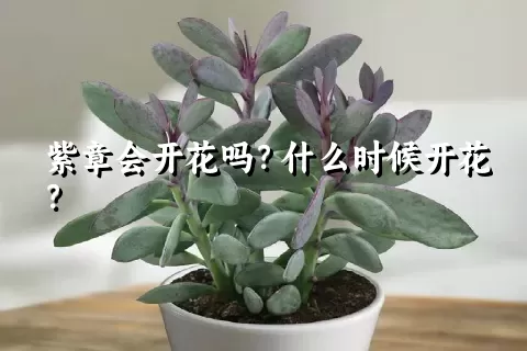 紫章会开花吗？什么时候开花？