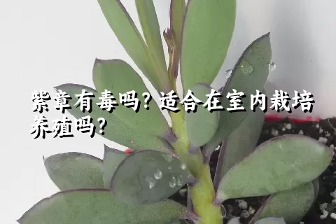 紫章有毒吗？适合在室内栽培养殖吗？