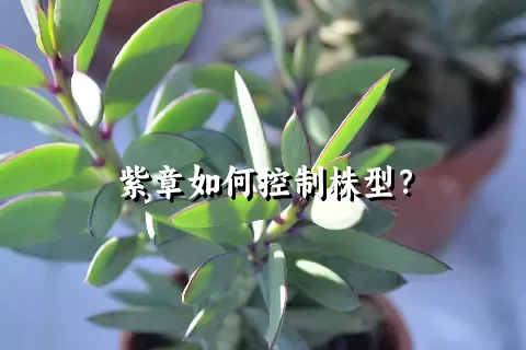 紫章如何控制株型？