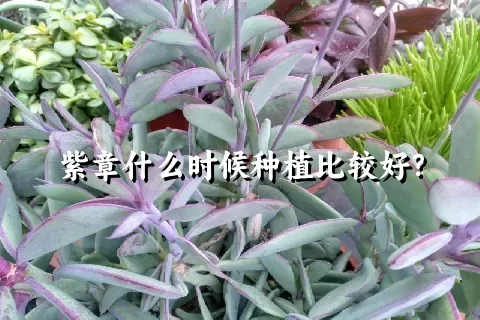 紫章什么时候种植比较好？