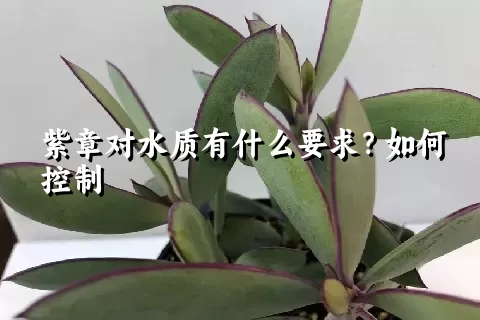 紫章对水质有什么要求？如何控制