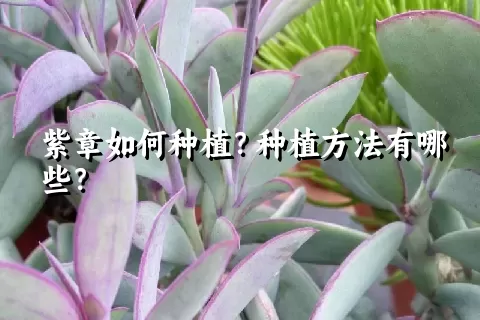 紫章如何种植？种植方法有哪些？