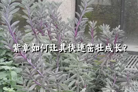 紫章如何让其快速茁壮成长？