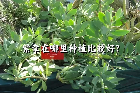 紫章在哪里种植比较好？