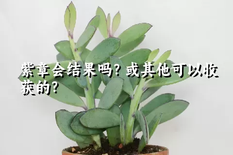 紫章会结果吗？或其他可以收获的？