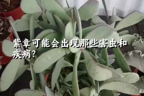 紫章可能会出现那些害虫和疾病？